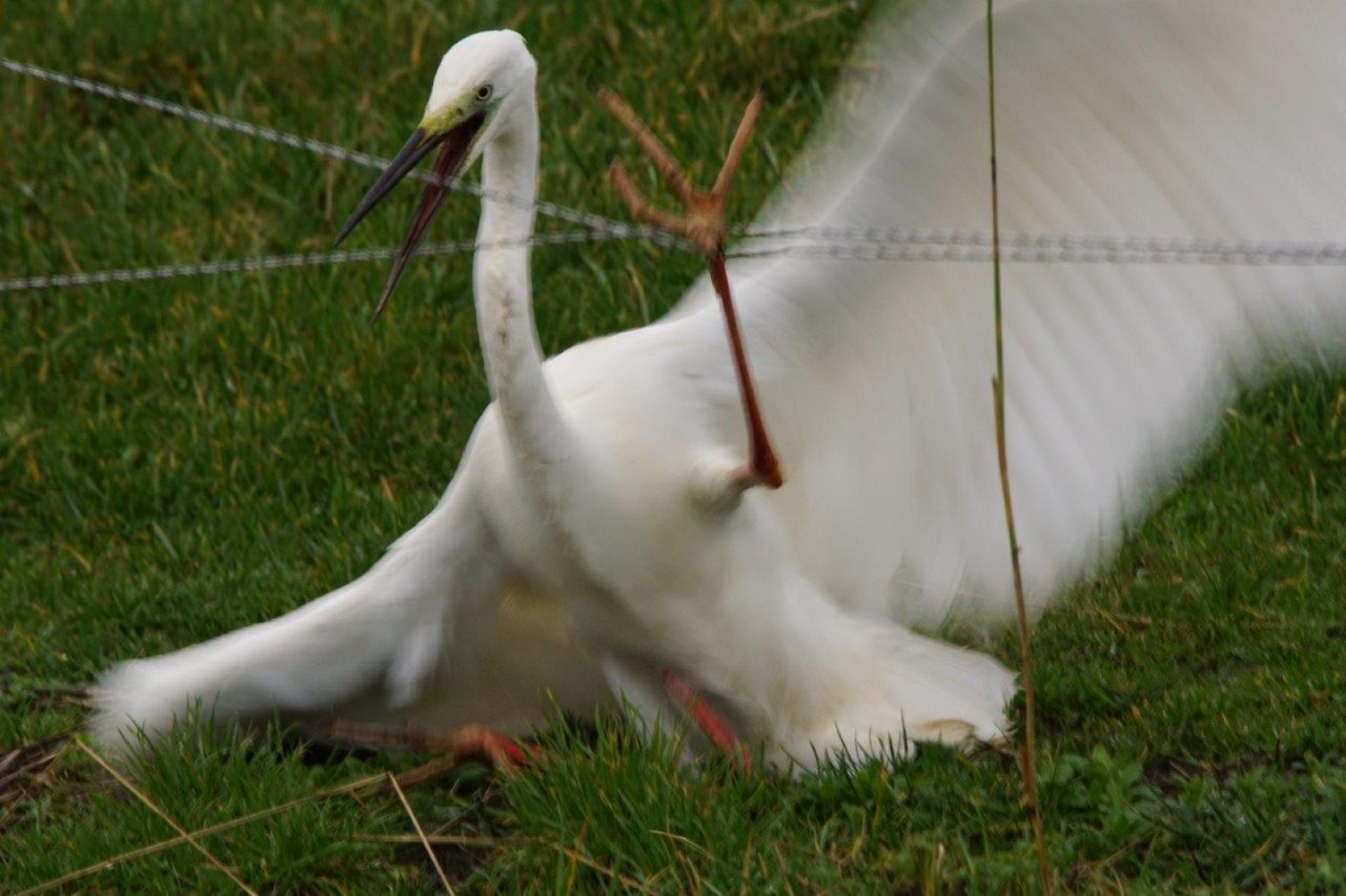 Entangled little egret