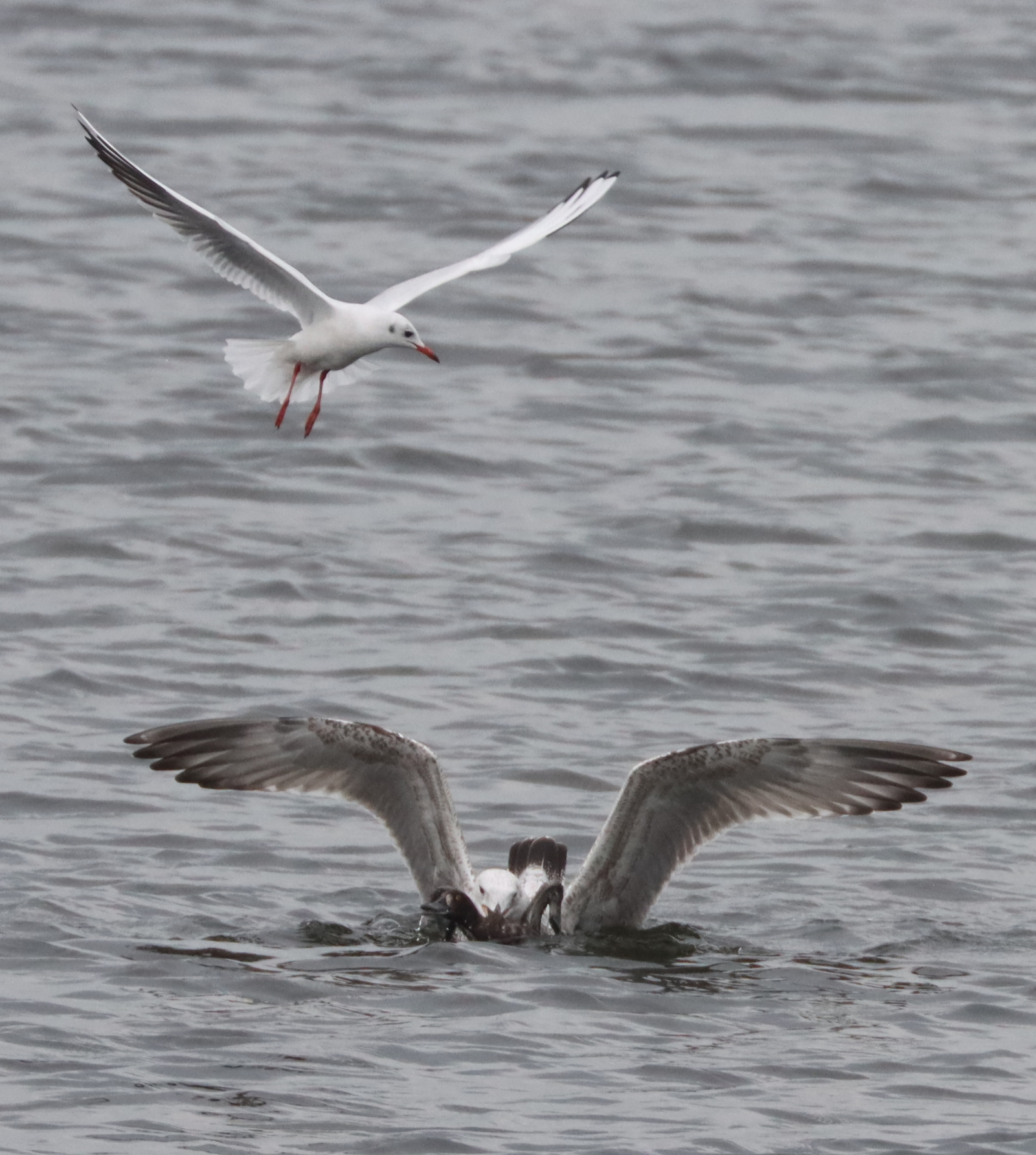 Black-headed gull saves tufted duck's life